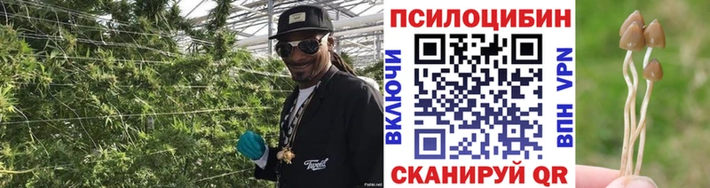 где найти наркотики  Калининград  Псилоцибиновые грибы Psilocybine cubensis 